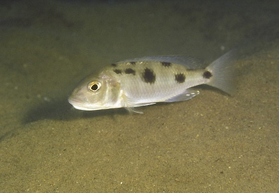Stigmatochromis sp. 'pleurospilus mdoka' Mdoka